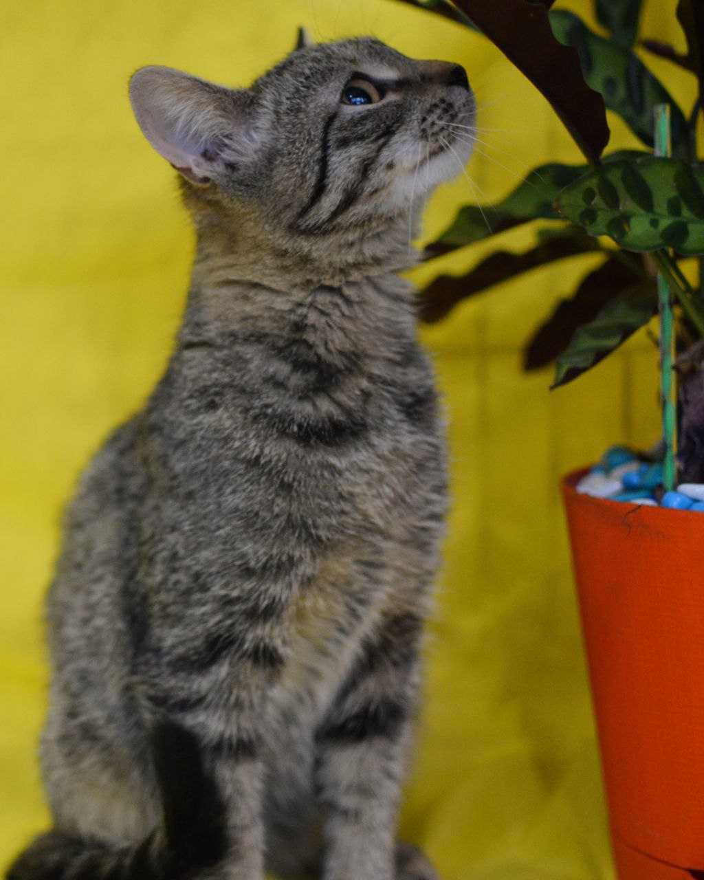 Полосатый котенок с грустными глазами в поисках дома - Животные в Химки